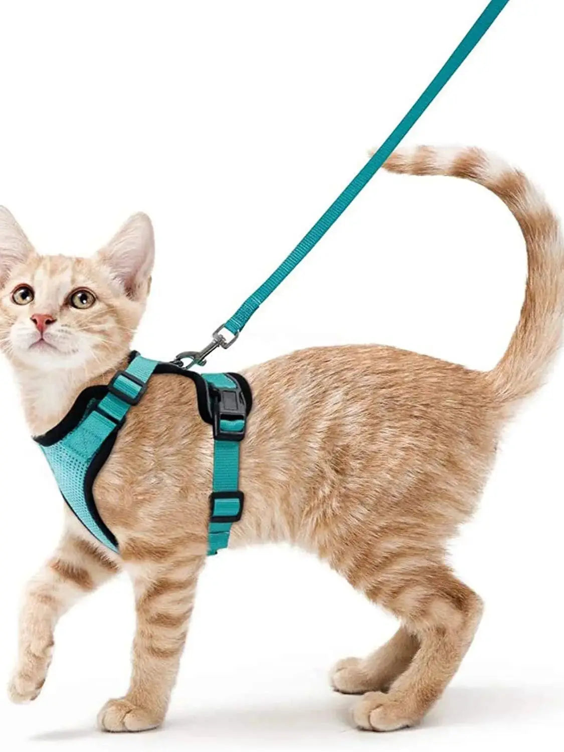 Harnais et Laisse pour Chat — Ajustable, Sécuritaire, Confortable pour les Promenades