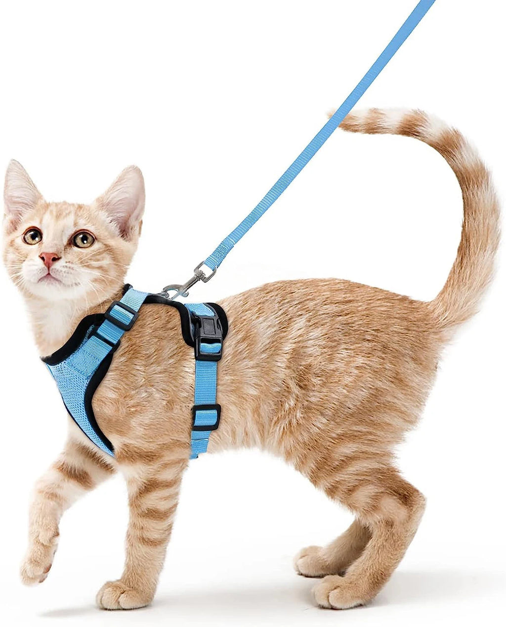 Harnais et Laisse pour Chat — Ajustable, Sécuritaire, Confortable pour les Promenades