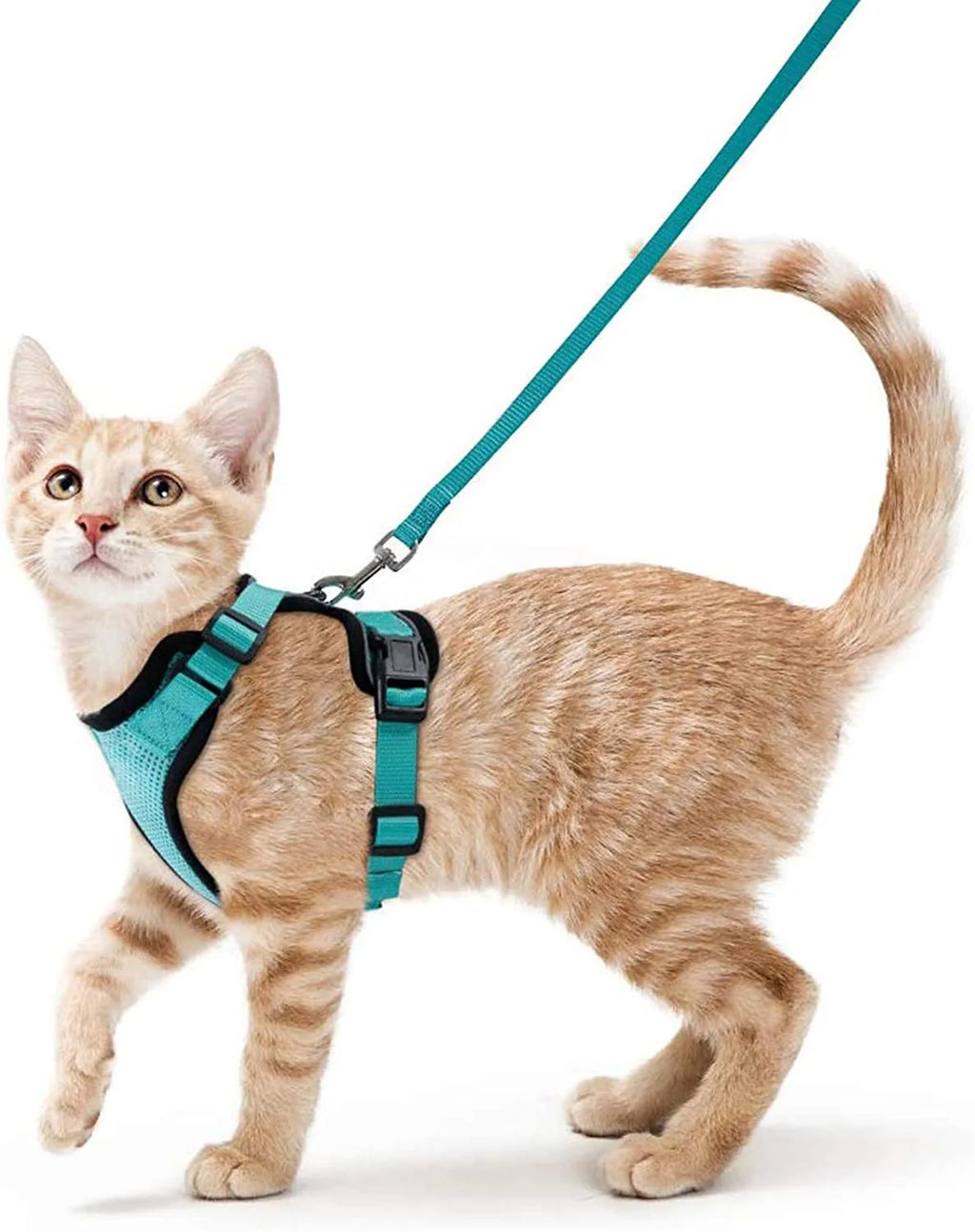Harnais et Laisse pour Chat — Ajustable, Sécuritaire, Confortable pour les Promenades