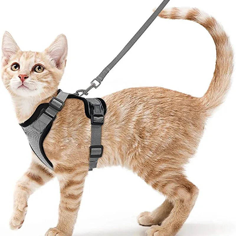 Harnais et Laisse pour Chat — Ajustable, Sécuritaire, Confortable pour les Promenades
