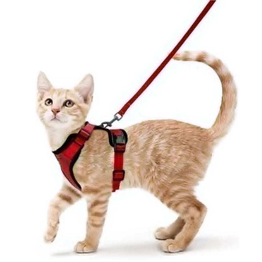 Harnais et Laisse pour Chat — Ajustable, Sécuritaire, Confortable pour les Promenades